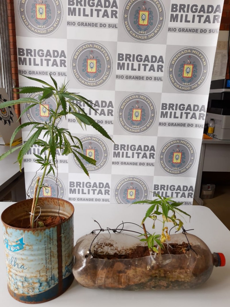 BM de Cachoeira do Sul apreende pés de maconha