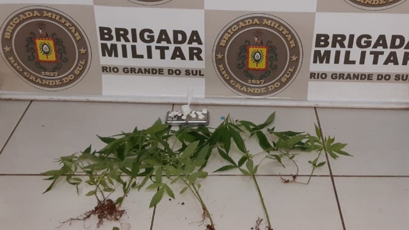pés de maconha