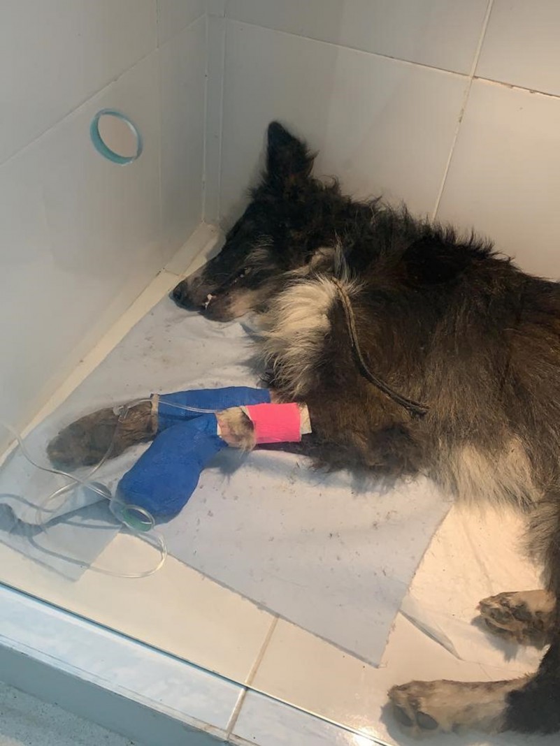 Cão auxiliado pelos Policiais Militares