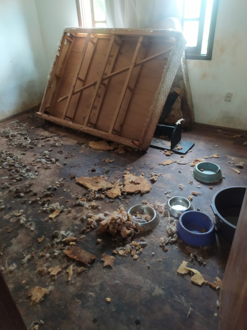 Local abrigava 20 cães em situação de maus-tratos