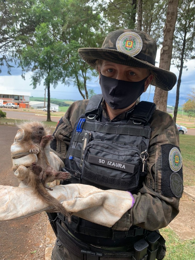 A Policial Militar segura na mão direita um filhote de ouriço recém nascido.