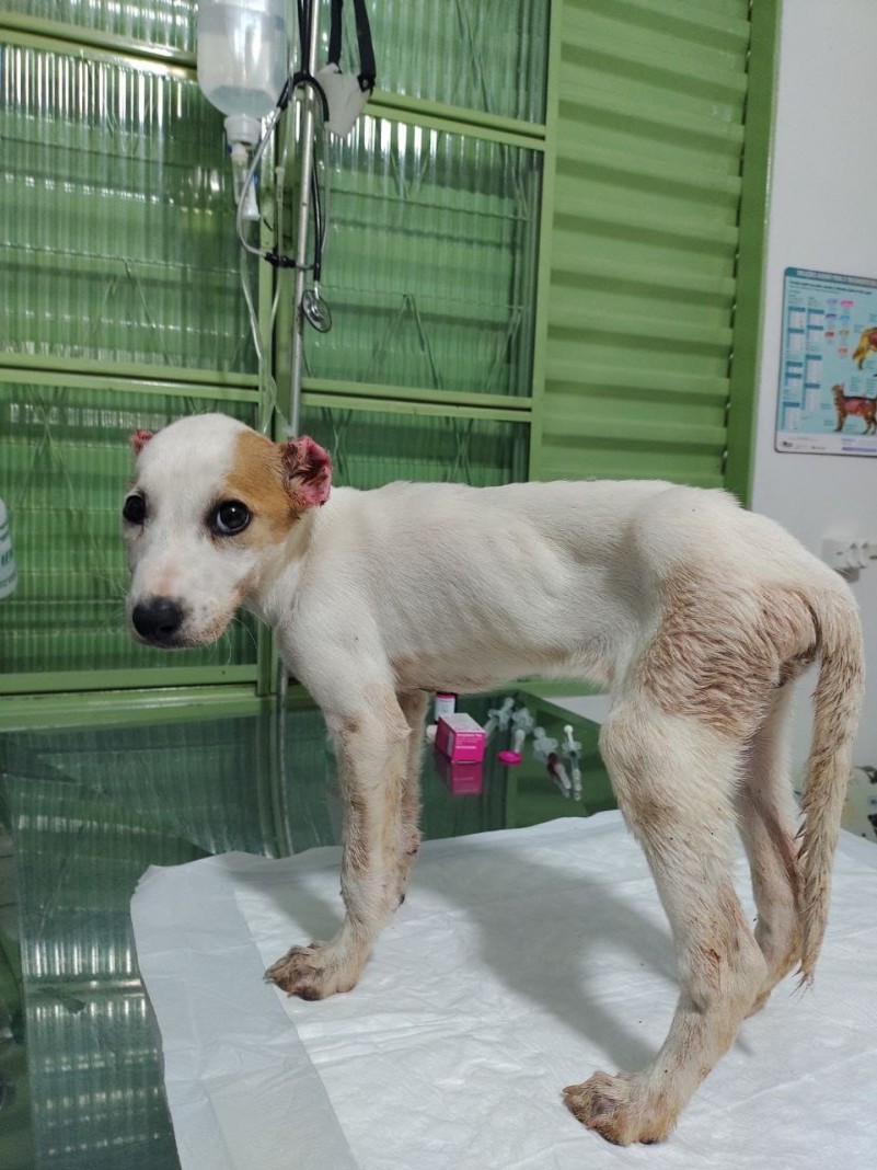 Maus Tratos   Cachorrinha Nonoai