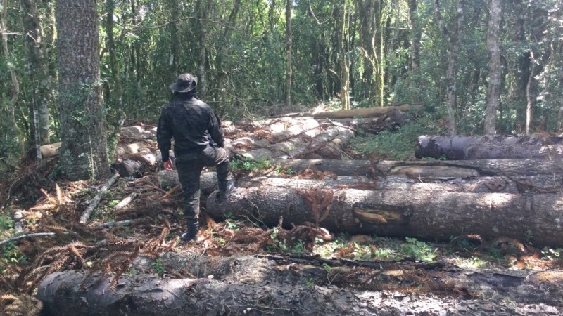Apreensão de Toras de Pinheiro Araucária