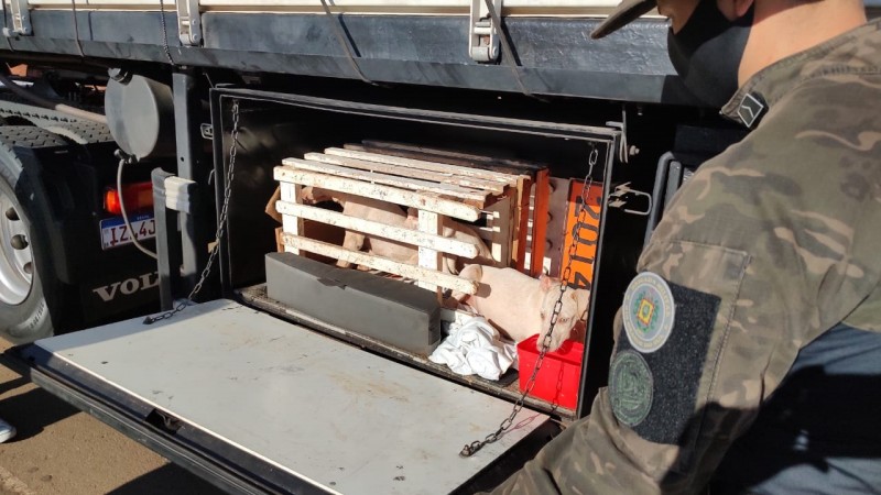Transporte irregular de Cães Erechim