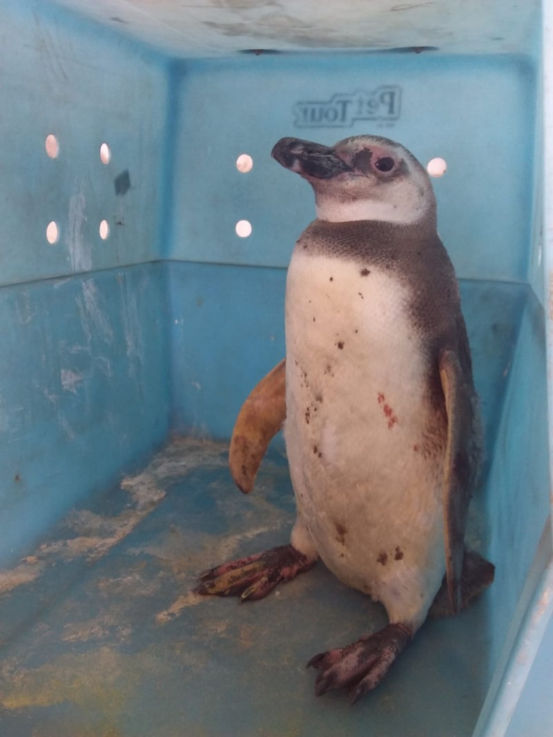 Resgate de Pinguim em Arroio do Sal 1