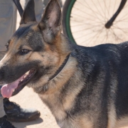 Cão policial HOOP