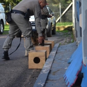 Treinamento de faro com os cães do Canil