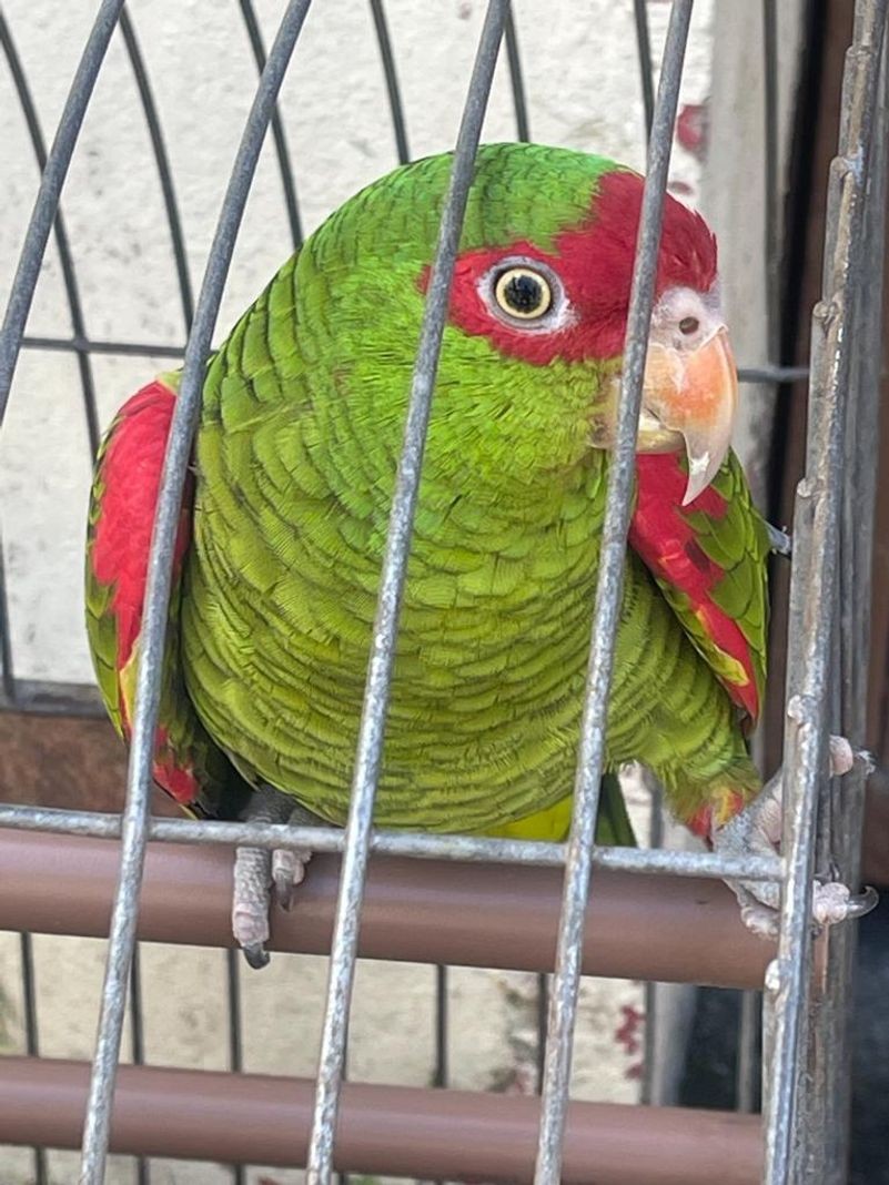 Papagaio charão mantido em cativeiro em Canela 