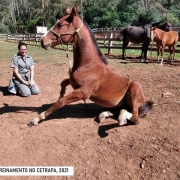 Animais no Cetrapa, 2021 xL