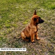 Doação de cão para 8 BPM, 2021 L