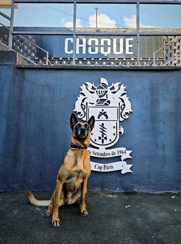 Cão policial sentado com o brasão do Comando de Choque ao fundo. 