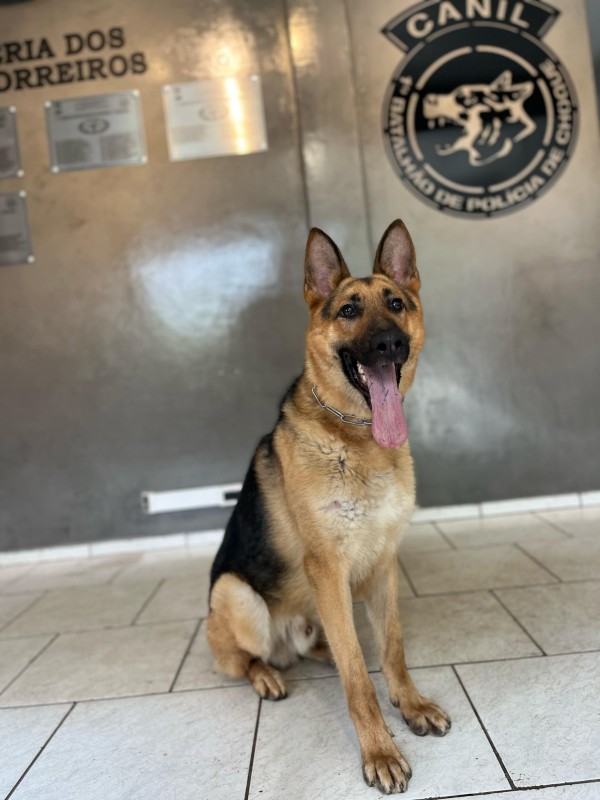 Cão Policial aparece sentado diante de uma porta de vidro do Canil. 