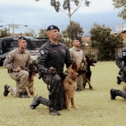 Imagem traz 4 PMs, junto aos seus c&atilde;es, em um gramado.